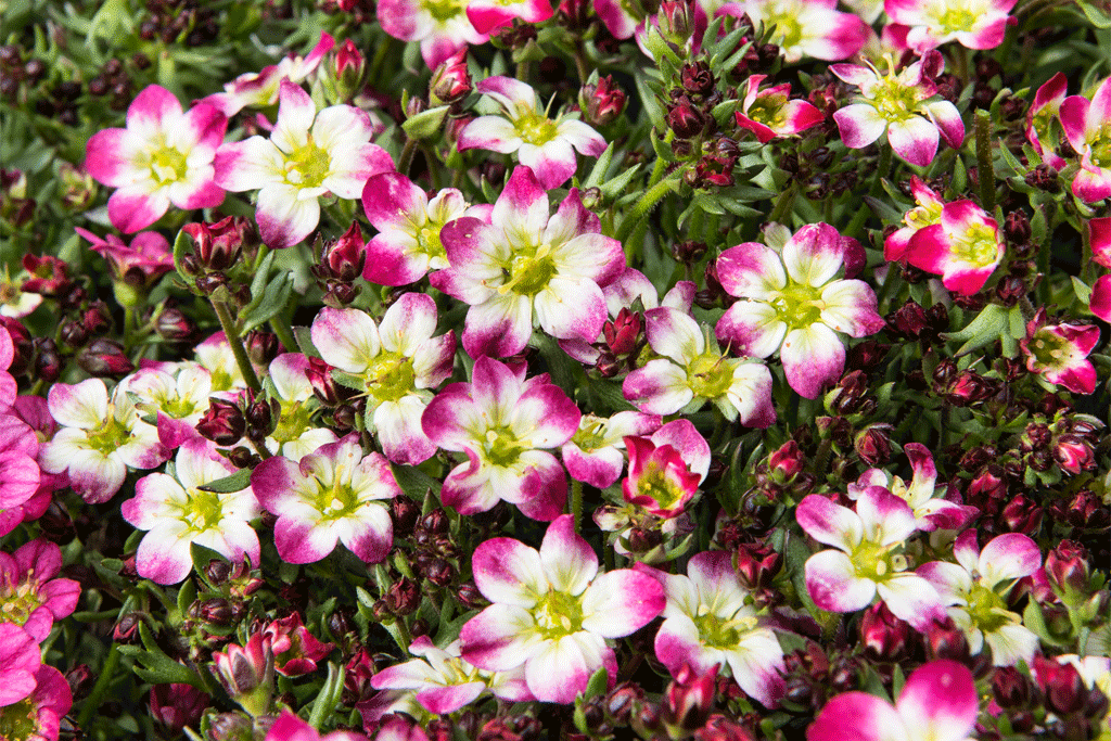 Marvellous Saxifraga x arendsii Marto Collection