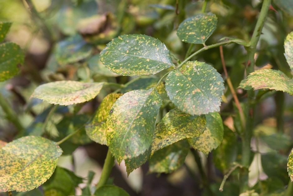 Yellow/orange speckling on rose leaves: early signs of rose rust Yellow/orange speckling on rose leaves: early signs of rose rust