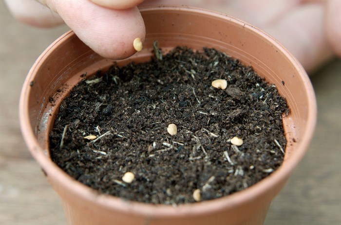 Sowing aubergine seed. Tim Sandall