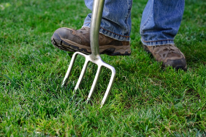 Boosting lawn aeration and drainage by spiking with a garden fork Boosting lawn aeration and drainage by spiking with a garden fork