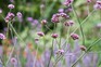 Small purple flowers of Verbena bonariensis on tall stems Small purple flowers of Verbena bonariensis on tall stems
