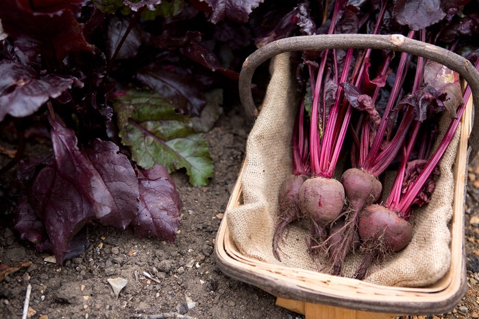 Harvested beetroot Harvested beetroot