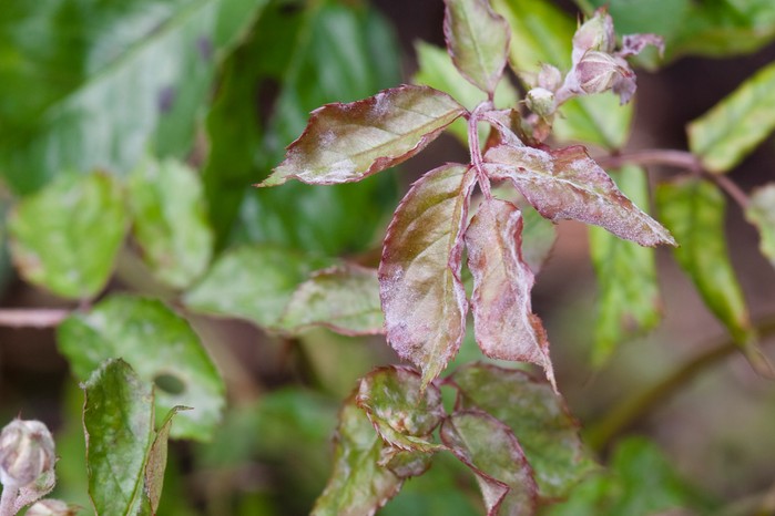 Rose powdery mildew on rose leaves Rose powdery mildew on rose leaves