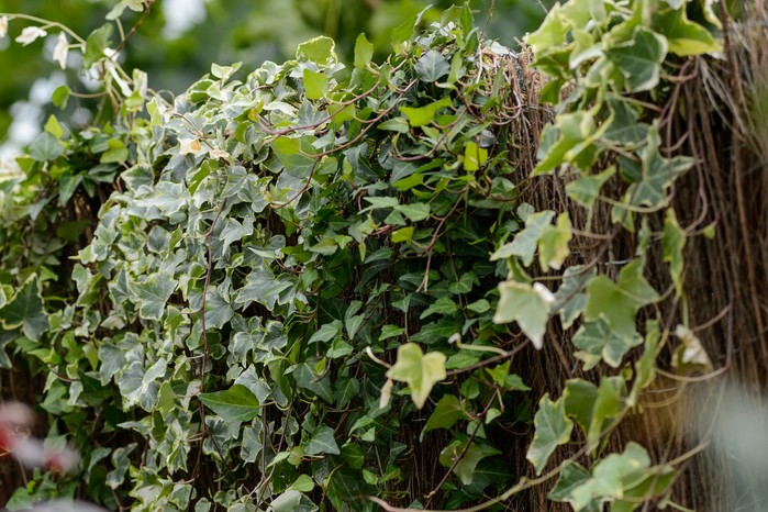 Mature ivy Mature ivy