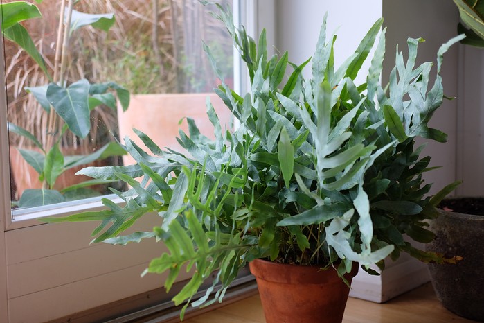 Phlebodium aureum Phlebodium aureum