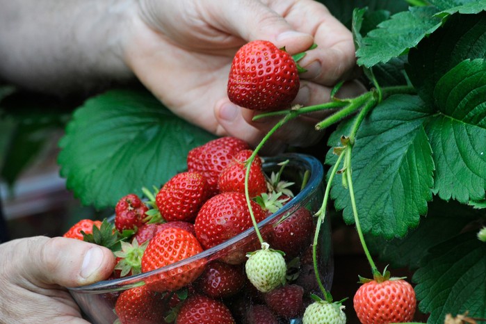 Picking strawberries Picking strawberries