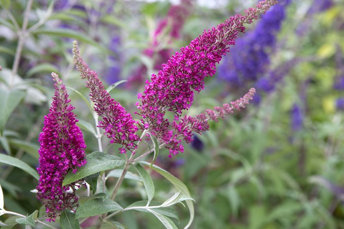 How to grow buddleia