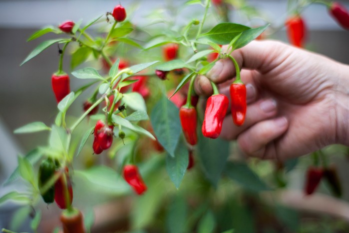 How to grow chillies - harvesting chillies How to grow chillies - harvesting chillies