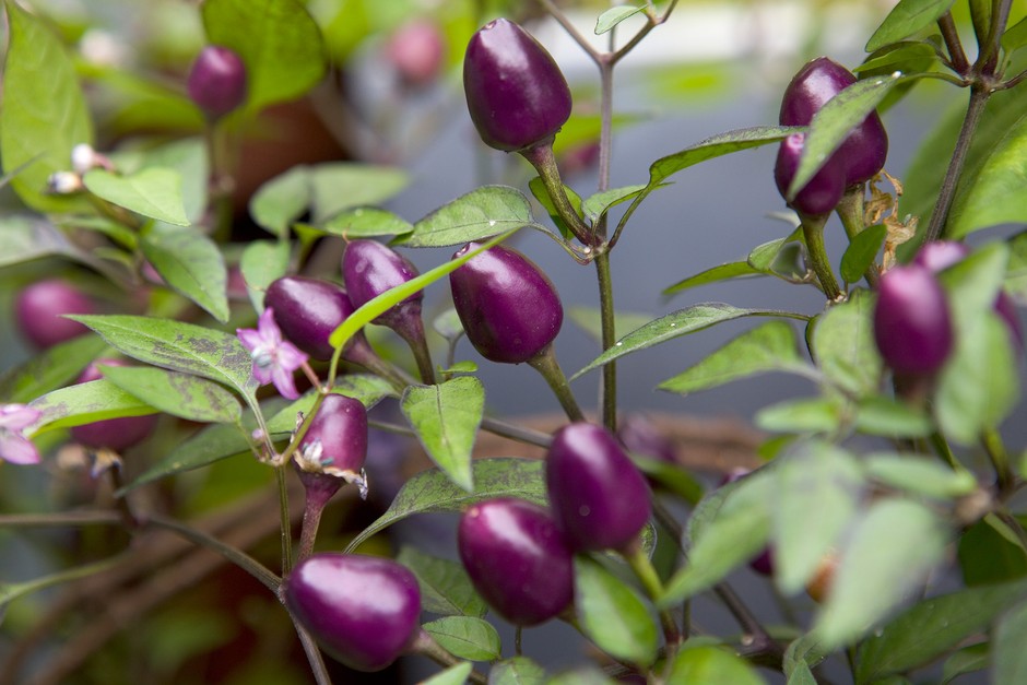 How to grow chillies