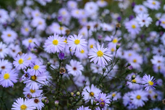 Symphyotrichum ‘Little Carlow’ Symphyotrichum ‘Little Carlow’