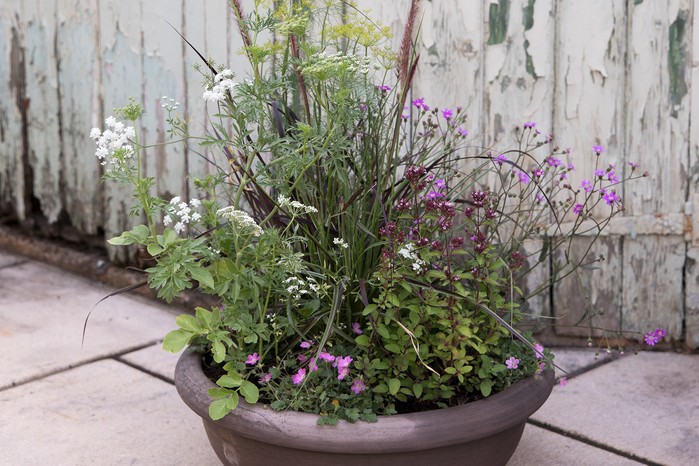 Pennisetum Senecio polyodon Ammi majus Origanum Erodium variabile Bishop’s Form