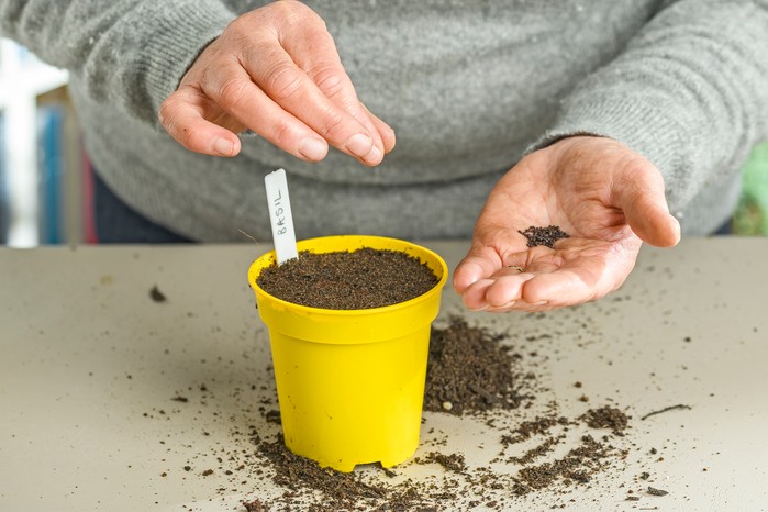 Sowing basil seed. Jason Ingram