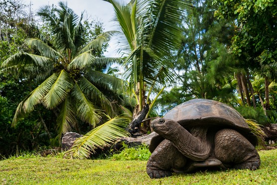 Aldabra giant tortoise roams on Curieuse island. Getty images