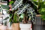 2048-1365-houseplants-tipsheader A selection of house plants
