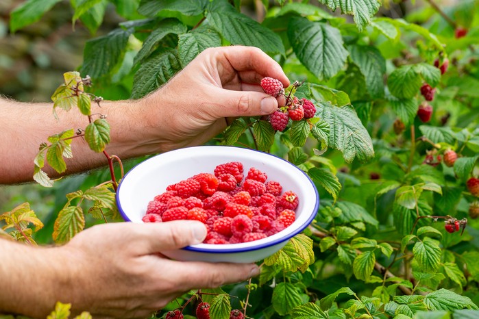 Harvesting raspberries. Neil Hepworth Harvesting raspberries. Neil Hepworth