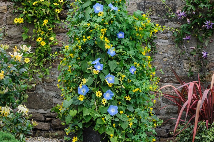 Morning glory and canary creeper pot Morning glory and canary creeper pot