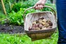 Trug of homegrown potatoes