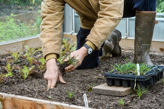 Monty planting out rocket Monty planting out rocket