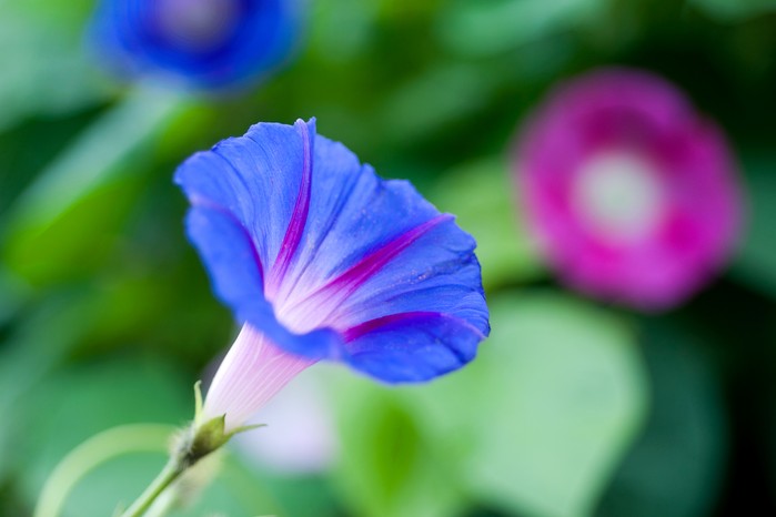 Morning glory, Ipomoea tricolor Morning glory, Ipomoea tricolor