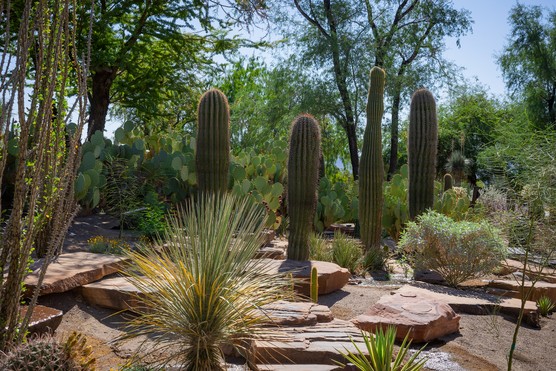 Ethel M Botanical Cactus Garden in Nevada