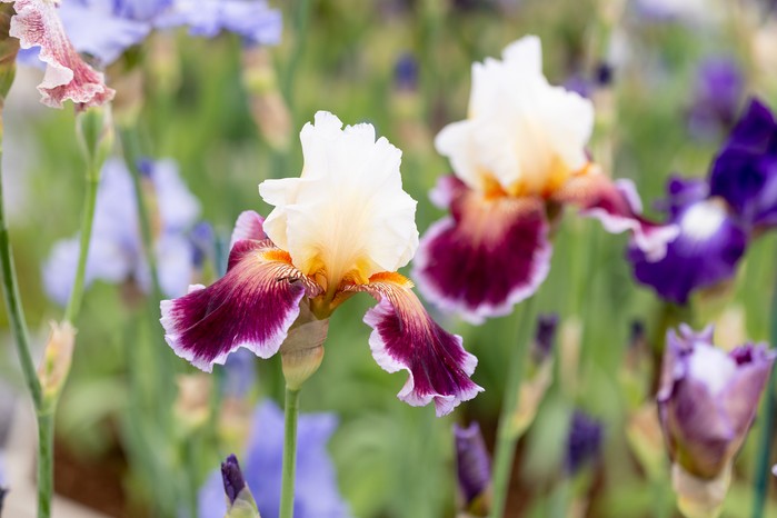 Bearded iris 'Care to Dance'. Paul Debois Bearded iris 'Care to Dance'. Paul Debois