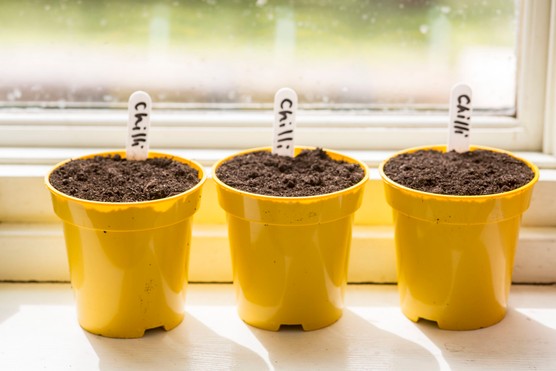 Chilli seeds waiting to germinate indoors