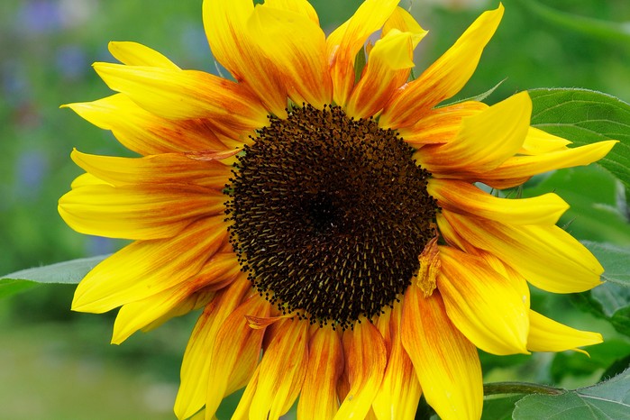 Sunflower 'Solar Flash' Sunflower 'Solar Flash'