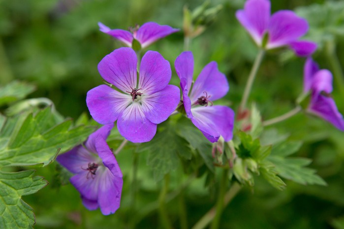 Plants you can't kill - Geranium 'Rozanne' Plants you can't kill - Geranium 'Rozanne'