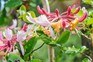 Honeysuckle (Lonicera periclymenum). Jason Ingram