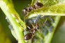 Ants farming aphids. Getty Images Black ants farming aphids on plant stem