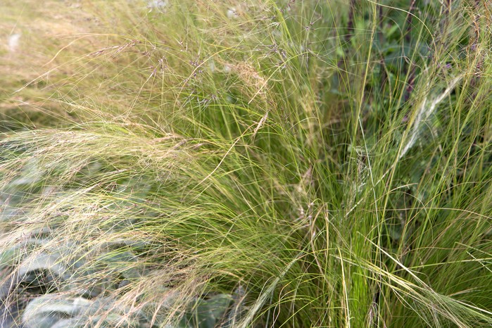 Ornamental grass – stipa tenuissima Ornamental grass – stipa tenuissima
