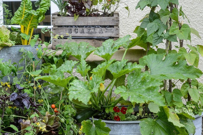 Vegetables growing in upcycled pots