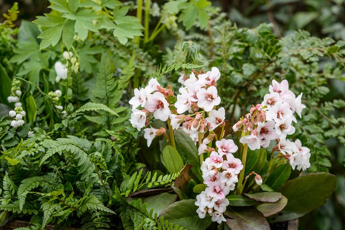 Bergenia flowers. Jason Ingram Bergenia flowers. Jason Ingram