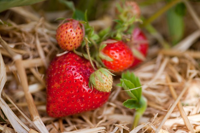 Strawberry 'Royal Sovereign'