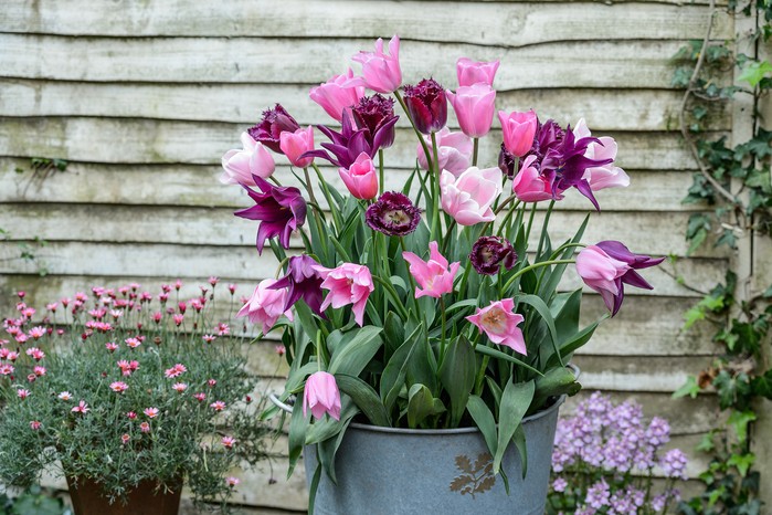 Tulips 'Purple Crystal', 'Mistress', 'China Pink', 'Burgundy'. Jason Ingram Tulips 'Purple Crystal', 'Mistress', 'China Pink', 'Burgundy'. Jason Ingram