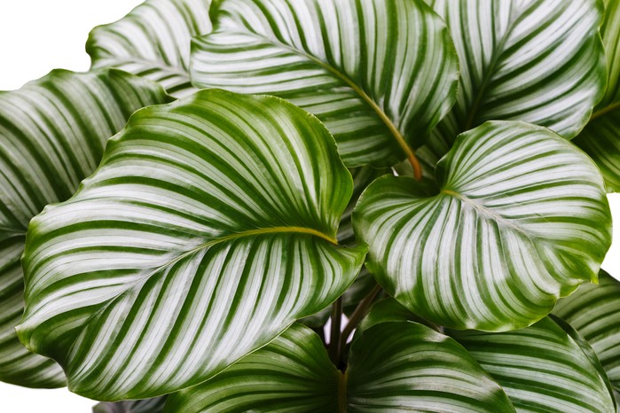 Calathea orbifolia Calathea orbifolia