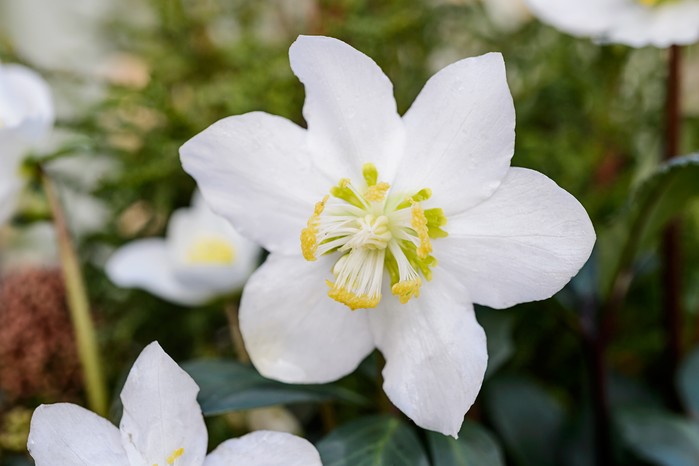 Helleborus niger. Jason Ingram Helleborus niger. Jason Ingram