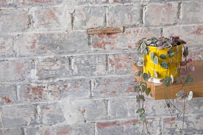 Ceropegia linearis subsp. woodii, String of Hearts Ceropegia linearis subsp. woodii, String of Hearts