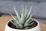 Haworthia fasciata, Zebra plant. Getty Images. Haworthia fasciata, Zebra plant. Getty Images.