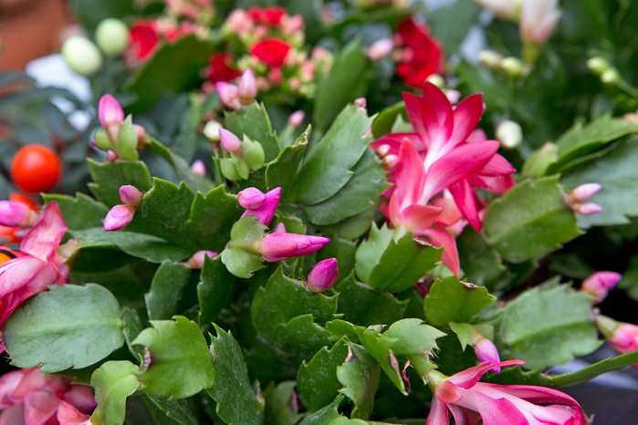 Christmas Cactus, Schlumbergera Christmas Cactus, Schlumbergera