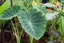 How to grow colocasia – colocasia in a greenhouse How to grow colocasia – colocasia in a greenhouse