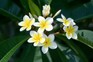 Plumeria (frangipani) flowers. Getty Images Plumeria (frangipani) flowers. Getty Images