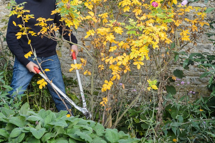 Pruning shrub rose Pruning shrub rose