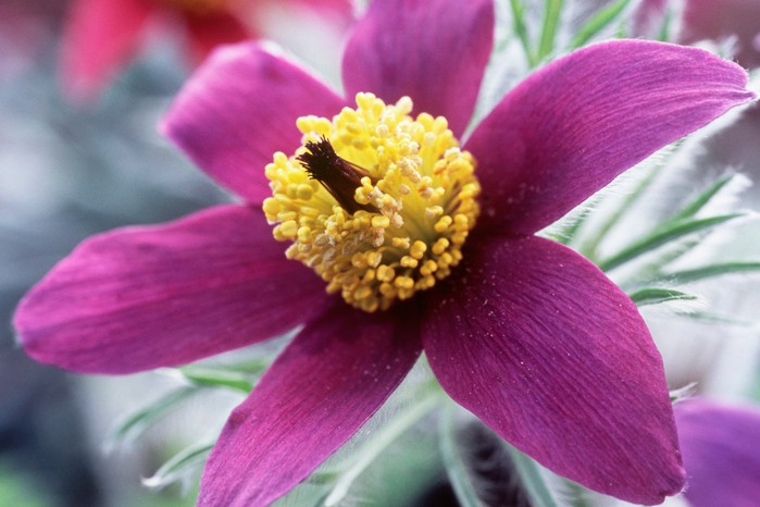 Pulsatilla vulgaris flower. Jason Ingram Pulsatilla vulgaris flower. Jason Ingram