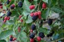 Blackberries ripening on the stem. Tim Sandall Blackberries ripening on the stem. Tim Sandall