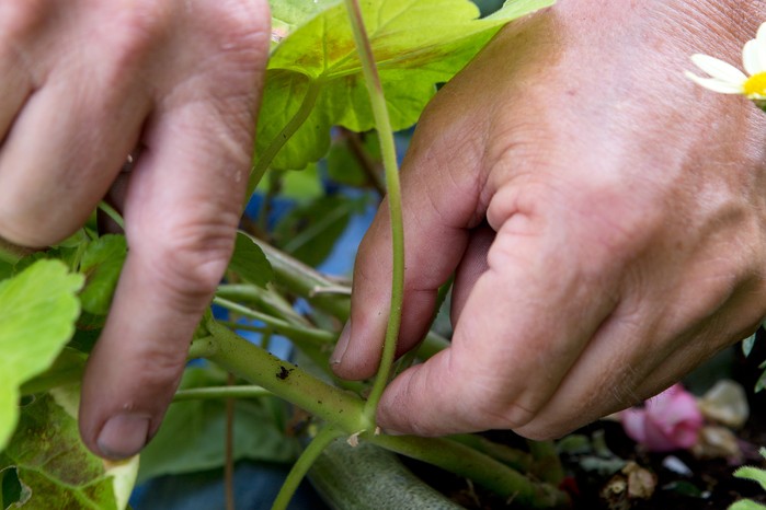 Deadheading pelargoniums Deadheading pelargoniums