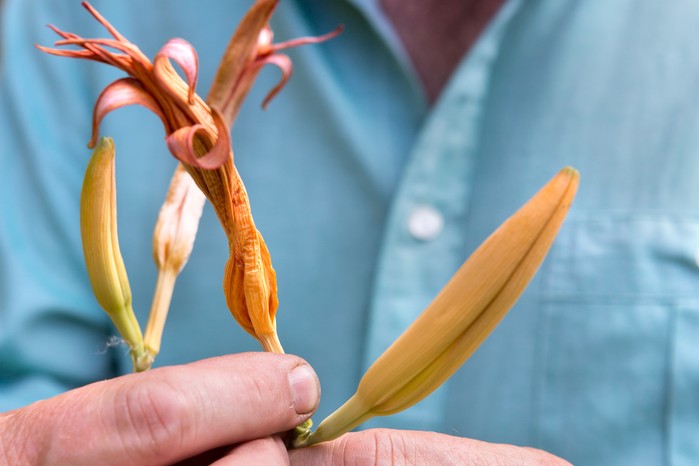 Deadheading daylilies Deadheading daylilies