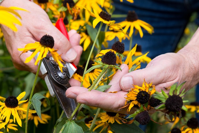 Deadheading rudbeckias Deadheading rudbeckias