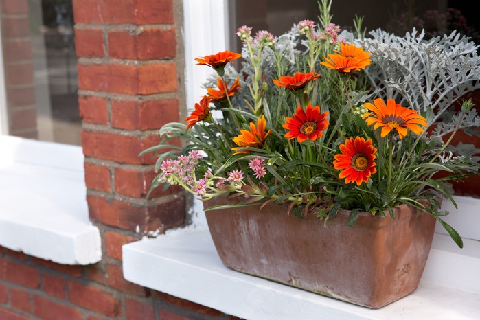 Terracotta trough of gazanias, placed on windowsill. Terracotta trough of gazanias, placed on windowsill.