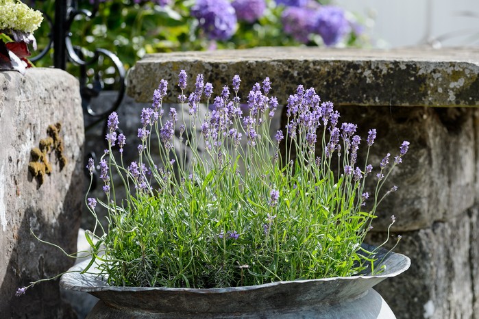 Hampton Court Flower Show (29th June 2015) Lavender growing in a large metal urn